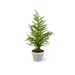 22" Pine Tree in Pot