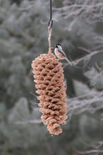 Giant Birdseed Pinecone